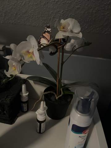 - (Pflanzen, Blumen)