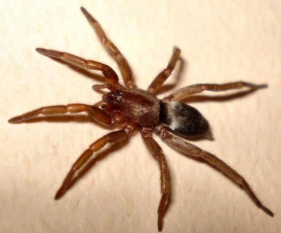 - (Spinnen, Spinnenart, Krabbeltiere)