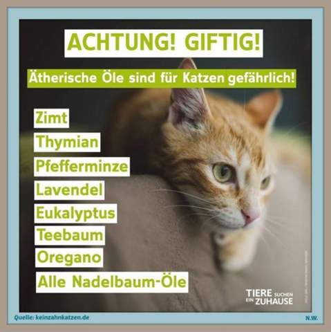 - (Katze, Tiermedizin, Hauskatze)