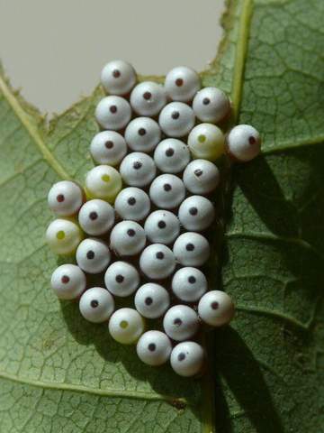 - (Natur, Insekten, Eier)