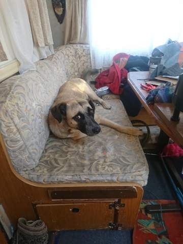 - (Hund, Hunderasse)