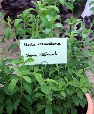 Stevia rebaudiana (Bertoni) Bertoni - (Medizin, Pflanzen, Apotheke)