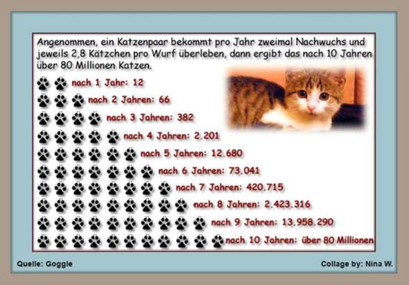 - (Katze, Tierarzt, Tierhaltung)