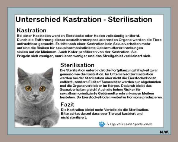 - (Katze, Tierarzt, Tierhaltung)
