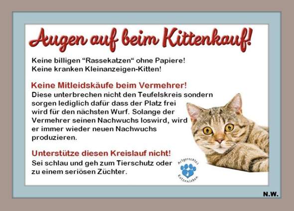 - (Ernährung, Katzenjunges, Tiermedizin)