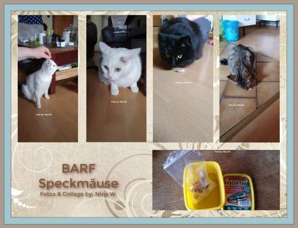 - (Ernährung, Katzenjunges, Tiermedizin)