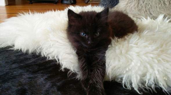 - (Katze, Katzenjunges, Tiermedizin)