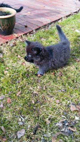 - (Katze, Katzenjunges, Tiermedizin)