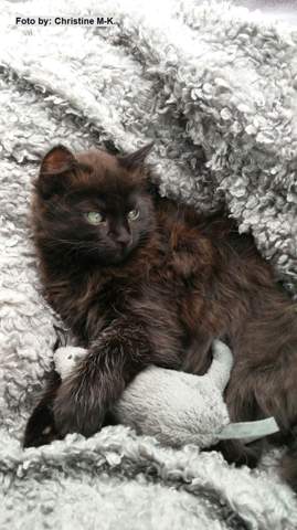 - (Katze, Katzenjunges, Tiermedizin)
