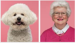 - (Haare, Hund, braun)
