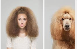 - (Haare, Hund, braun)
