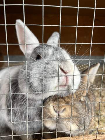 - (Tiere, Haustiere)