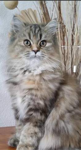 - (Tiere, Katze, Rasse)