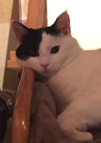 - (Hund, Katze, Pferd)