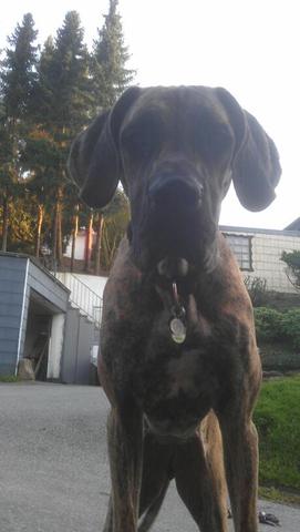Meine Krümel! - (Hund, kaufen, Haustiere)
