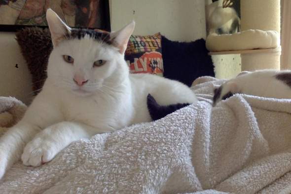 - (Kater, Hauskatze, Katzenhaltung)