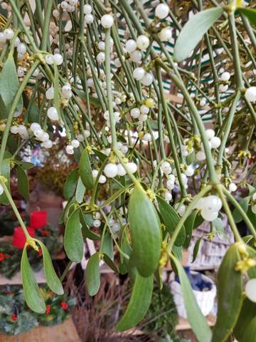 - (gutefrage.net, Weihnachten, Rätsel)