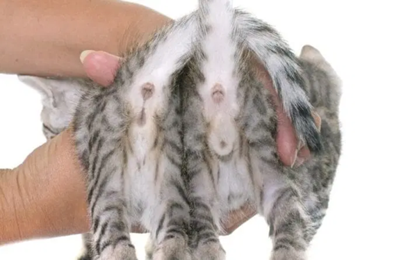 - (Katze, Kater, Tierhaltung)