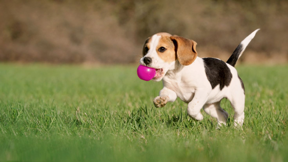 - (Hundeerziehung, Hundehaltung, Hunderasse)