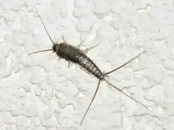 - (Insekten, Ungeziefer, Papierfische)
