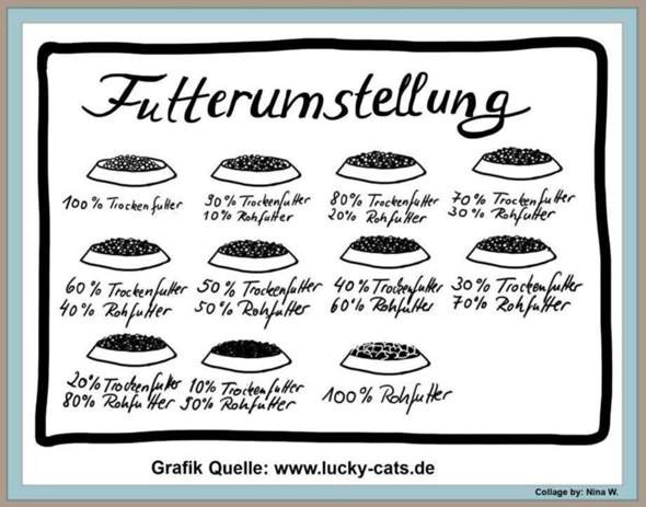 - (Katze, Tiermedizin, Tierschutz)