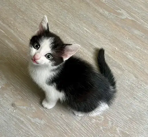 - (Katzenjunges, Alter schätzen)