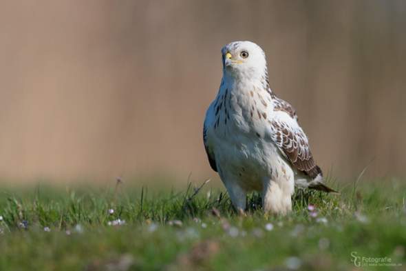 - (Vogelart, Ornithologie, Vogelkunde)