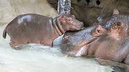 - (Tiere, Natur, Lieblingstier)