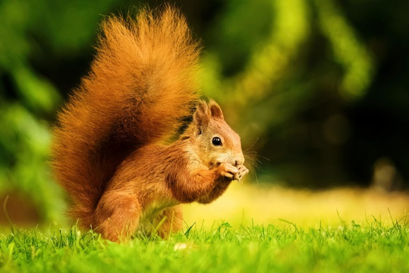 Was ist dein Lieblingstier? (Tiere, Natur)