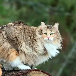 - (Warrior Cats Name, Katzennamen)