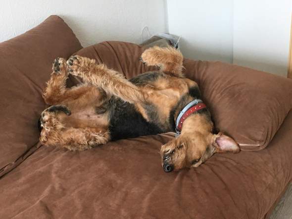 - (Tiere, Verbindung, Spiritualität)