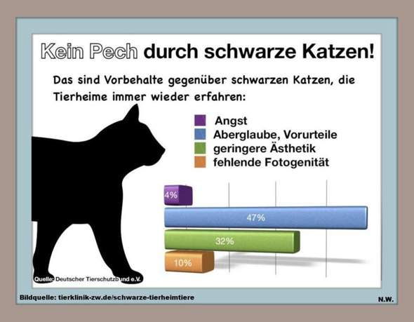- (Katze, Kater, Katzenjunges)