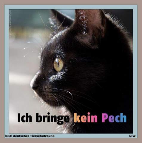 - (Katze, Kater, Katzenjunges)