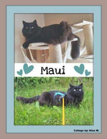 - (Katze, Kater, Katzenjunges)