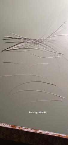 - (Katze, Tiermedizin, Hauskatze)