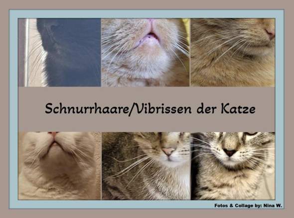 - (Katze, Tiermedizin, Hauskatze)