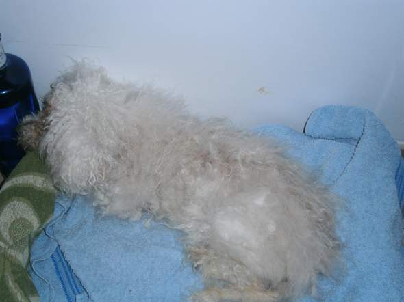 - (Gesundheit, Hund, Tierarzt)