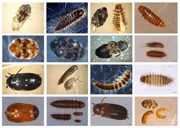 - (Insekten, Schädlinge, Larven)