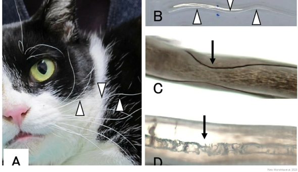 - (Katze, Tiermedizin, Hauskatze)