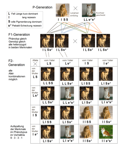 - (Biologie, Bio, Genetik)