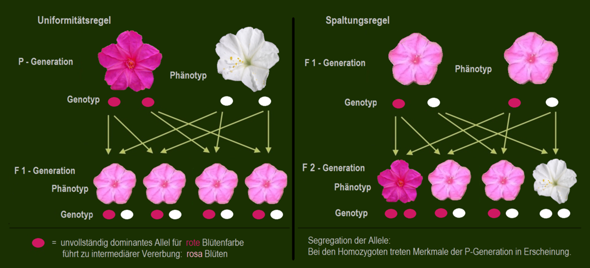 - (Biologie, Bio, Genetik)