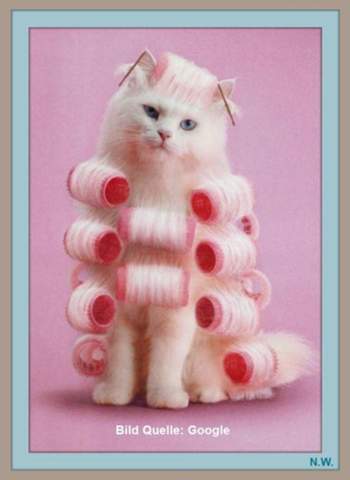 - (Katze, Katzenjunges, Tiermedizin)
