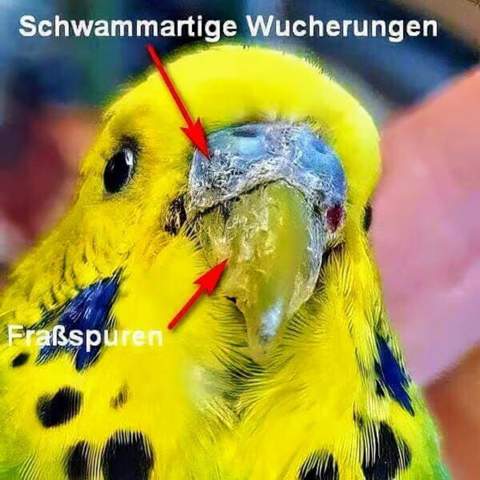 - (Wellensittich, Sittiche, Henne)