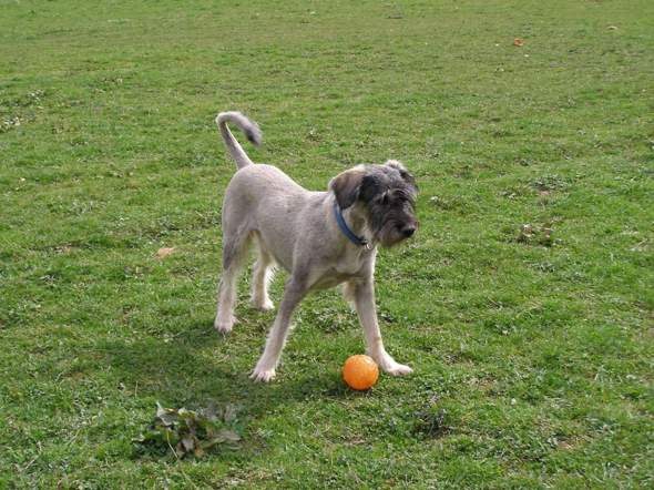 - (Gesundheit, Tiere, Hund)