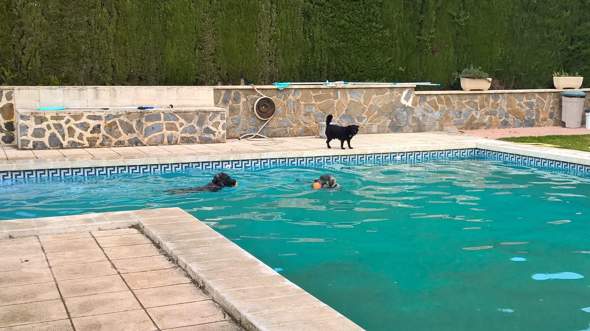 - (Gesundheit, Tiere, Hund)