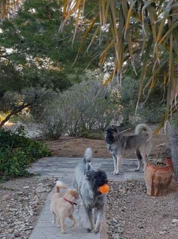 - (Gesundheit, Tiere, Hund)