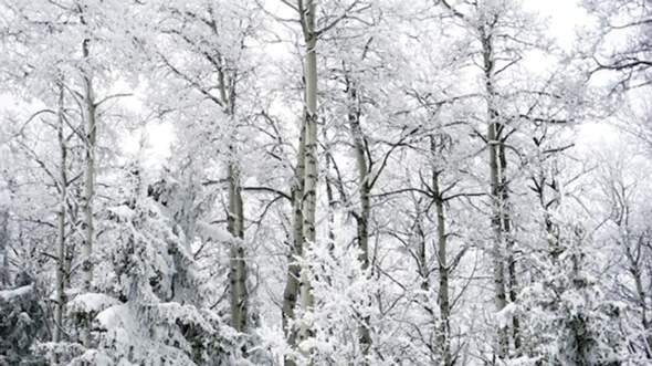 - (Weihnachten, Wetter, Schnee)