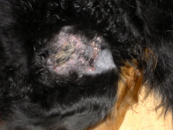 Hotspot von einem Flohbiss - (Hund, Haustiere, Tierarzt)