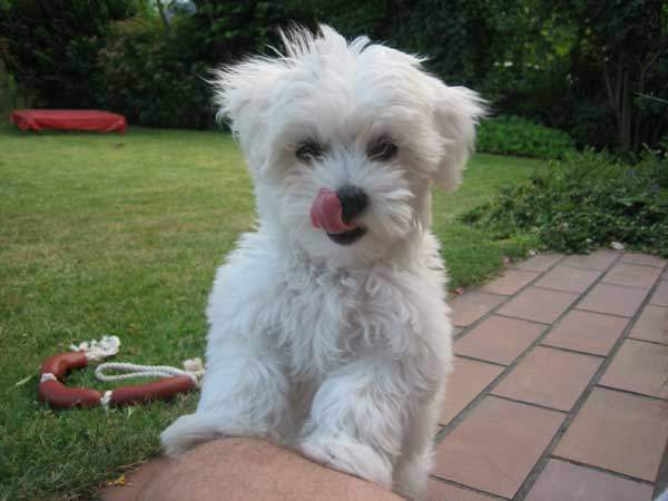 Wisst ihr Gute rasse für den ersten Hund die nicht zu langes Fell haben