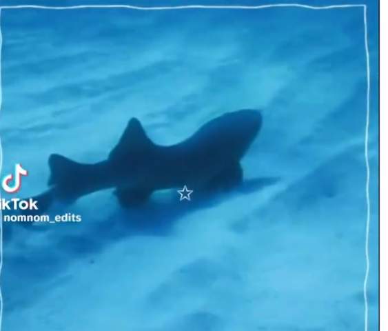 - (Tiere, Fische, Hai)